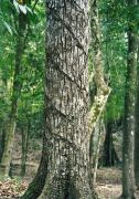 Überbleibsel der Kautschuksammler-Chiclenbäume